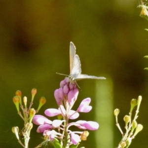 Erina hyacinthina at Bundanoon, NSW - 18 Jan 2023