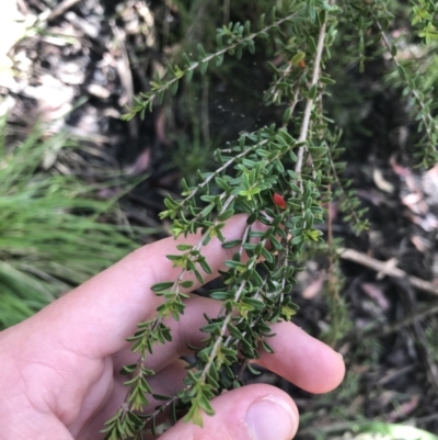 Baeckea utilis (Mountain Baeckea) at Yaouk, NSW - 20 Dec 2022 by Tapirlord