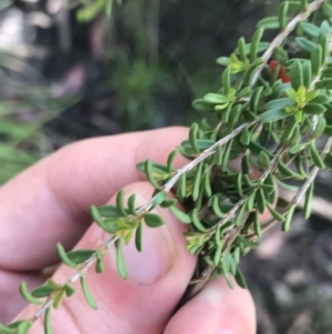 Baeckea utilis at Yaouk, NSW - 20 Dec 2022 10:30 AM