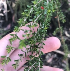 Baeckea utilis at Yaouk, NSW - 20 Dec 2022 10:30 AM