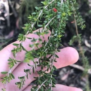 Baeckea utilis at Yaouk, NSW - 20 Dec 2022 10:30 AM