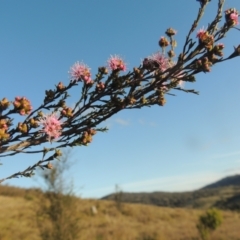Kunzea parvifolia (Violet Kunzea) at Theodore, ACT - 15 Oct 2022 by MichaelBedingfield