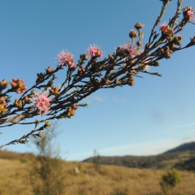 Kunzea parvifolia (Violet Kunzea) at Theodore, ACT - 15 Oct 2022 by MichaelBedingfield