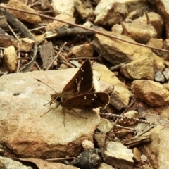 Toxidia parvula (Banded Grass-skipper) at Mittagong, NSW - 16 Jan 2023 by GlossyGal