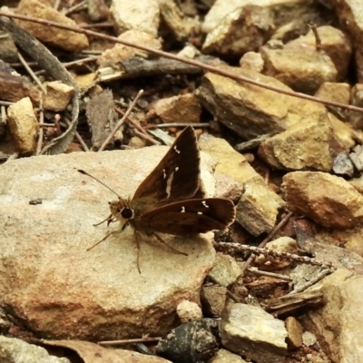 Toxidia parvula (Banded Grass-skipper) at Mittagong - 16 Jan 2023 by GlossyGal