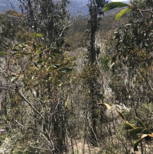 Acacia obliquinervia at Rendezvous Creek, ACT - 20 Dec 2022
