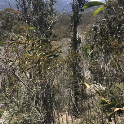 Acacia obliquinervia (Mountain Hickory) at Rendezvous Creek, ACT - 20 Dec 2022 by Tapirlord