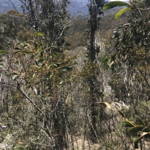Acacia obliquinervia at Rendezvous Creek, ACT - 20 Dec 2022