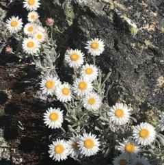 Leucochrysum alpinum (Alpine Sunray) at Adaminaby, NSW - 20 Dec 2022 by Tapirlord