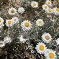 Leucochrysum alpinum at Adaminaby, NSW - 20 Dec 2022 03:23 PM