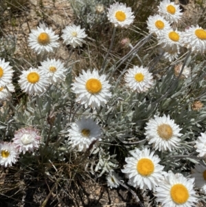 Leucochrysum alpinum at Adaminaby, NSW - 20 Dec 2022 03:23 PM