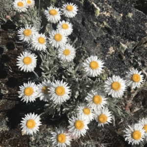 Leucochrysum alpinum at Adaminaby, NSW - 20 Dec 2022