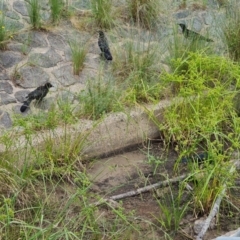 Corcorax melanorhamphos (White-winged Chough) at Isaacs, ACT - 20 Jan 2023 by Mike