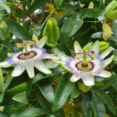 Passiflora caerulea (Blue Passionflower) at Isaacs Ridge and Nearby - 20 Jan 2023 by Mike