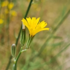 Chondrilla juncea (Skeleton Weed) at Isaacs Ridge and Nearby - 20 Jan 2023 by Mike