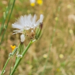 Chondrilla juncea at Isaacs, ACT - 20 Jan 2023 12:38 PM