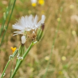 Chondrilla juncea at Isaacs, ACT - 20 Jan 2023