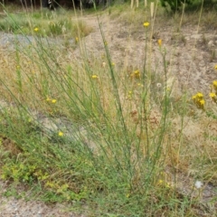 Chondrilla juncea at Isaacs, ACT - 20 Jan 2023 12:38 PM