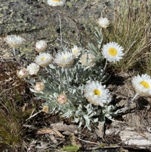 Leucochrysum alpinum at Yaouk, NSW - 20 Dec 2022