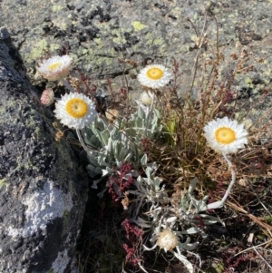 Leucochrysum alpinum at Yaouk, NSW - 20 Dec 2022