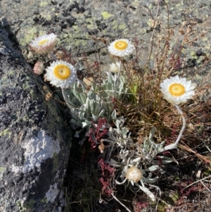 Leucochrysum alpinum at Yaouk, NSW - 20 Dec 2022