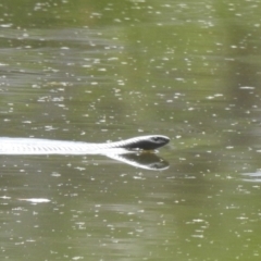 Pseudechis porphyriacus (Red-bellied Black Snake) at Bundanoon, NSW - 17 Jan 2023 by GlossyGal