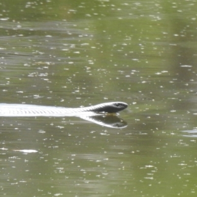Pseudechis porphyriacus (Red-bellied Black Snake) at Bundanoon - 18 Jan 2023 by GlossyGal