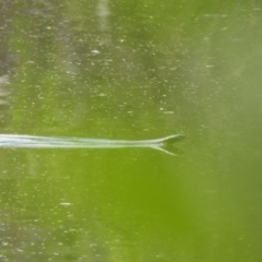 Pseudechis porphyriacus at Bundanoon, NSW - 18 Jan 2023