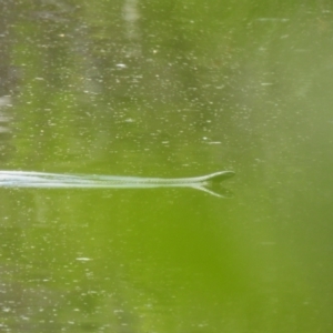 Pseudechis porphyriacus at Bundanoon, NSW - 18 Jan 2023 10:48 AM