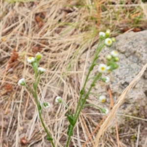 Hackelia suaveolens at Isaacs, ACT - 20 Jan 2023