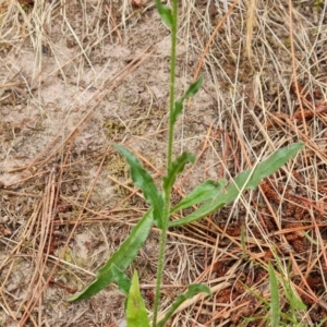 Hackelia suaveolens at Isaacs, ACT - 20 Jan 2023