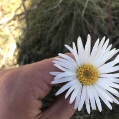 Celmisia sp. Pulchella (M.Gray & C.Totterdell 7079) Australian National Herbarium (Narrow-leaved Snow Daisy) at Scabby Range Nature Reserve - 20 Dec 2022 by Tapirlord