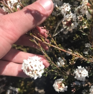 Epacris paludosa at Yaouk, NSW - 20 Dec 2022