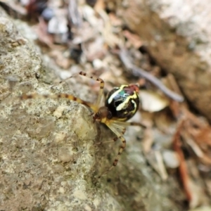 Theridion pyramidale at Cook, ACT - suppressed