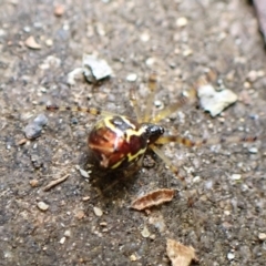 Theridion pyramidale at Cook, ACT - suppressed