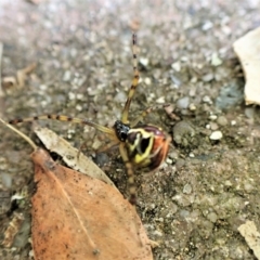 Theridion pyramidale at Cook, ACT - suppressed