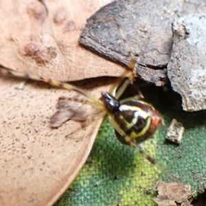 Theridion pyramidale at Cook, ACT - suppressed