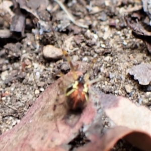 Theridion pyramidale at Cook, ACT - suppressed