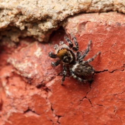 Hypoblemum griseum (Jumping spider) at Downer, ACT - 20 Jan 2023 by RobertD