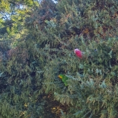 Polytelis swainsonii (Superb Parrot) at Watson Green Space - 6 Jan 2023 by emmelinenorris