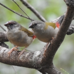 Neochmia temporalis (Red-browed Finch) at Mittagong - 16 Jan 2023 by GlossyGal