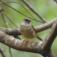 Neochmia temporalis at Mittagong, NSW - 16 Jan 2023 12:33 PM