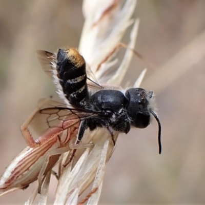 Megachile (Hackeriapis) oblonga (A Megachild bee) at Mount Painter - 19 Jan 2023 by CathB