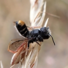 Megachile (Hackeriapis) oblonga at Cook, ACT - 19 Jan 2023 03:58 PM