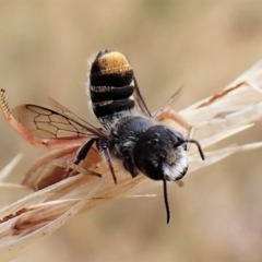 Megachile (Hackeriapis) oblonga at Cook, ACT - 19 Jan 2023 03:58 PM