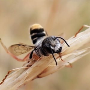 Megachile (Hackeriapis) oblonga at Cook, ACT - 19 Jan 2023