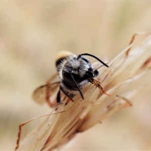 Megachile (Hackeriapis) oblonga at Cook, ACT - 19 Jan 2023 03:58 PM