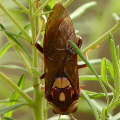 Pergagrapta polita (Sawfly) at Bundanoon - 18 Jan 2023 by Curiosity