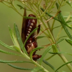 Pergagrapta polita at Bundanoon, NSW - 18 Jan 2023