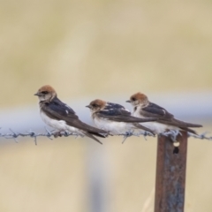 Petrochelidon ariel (Fairy Martin) at Coombs, ACT - 19 Jan 2023 by Reeni Roo